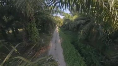 Petrol palmiyesi ekili yol kenarındaki çalılık tropik bitki örtüsünün hava manzarası.. 