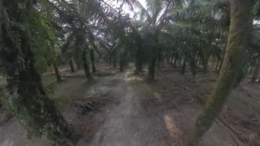 Hava sahnesi, yağ palmiyesi tarlasında patika boyunca ilerliyor.  