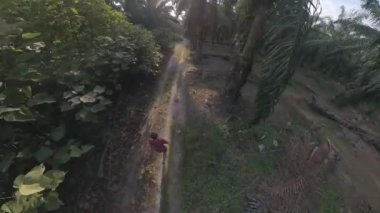 Erkek modelin hava görüntüsü. Yağ palmiyesi tarlasında yolda yürüyor.  