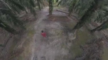 Erkek modelin hava görüntüsü. Yağ palmiyesi tarlasında yolda yürüyor.  
