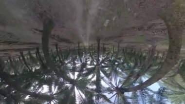 Erkek modelin hava görüntüsü. Yağ palmiyesi tarlasında yolda yürüyor.  