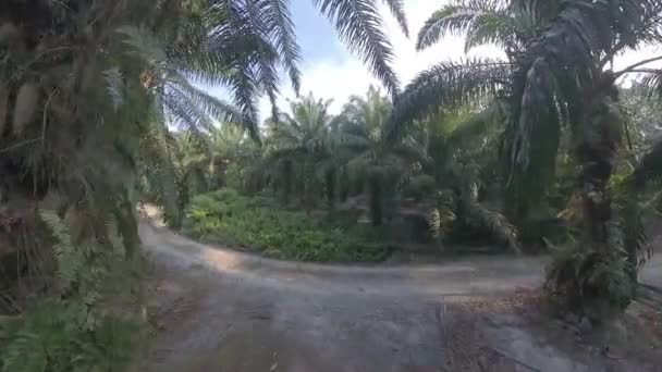 Luftaufnahme Der Buschigen Tropischen Vegetation Straßenrand Der Ölpalmenplantage — Stockvideo