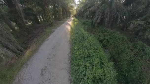 Escena Aérea Vegetación Tropical Arbustiva Por Camino Plantación Palma Aceitera — Vídeos de Stock