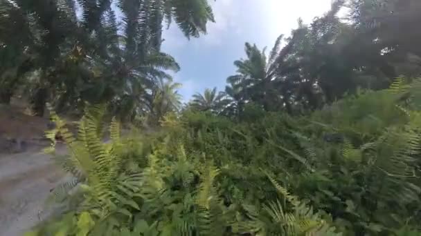 Luftaufnahme Der Buschigen Tropischen Vegetation Straßenrand Der Ölpalmenplantage — Stockvideo