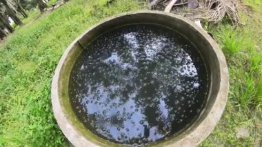 Terk edilmiş ve kullanılmamış beton kuyu, petrol palmiyesi tarlasında..