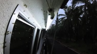 Sokak verandasındaki floresan ışıklarına çekilen alates böcekleri sürüsü..