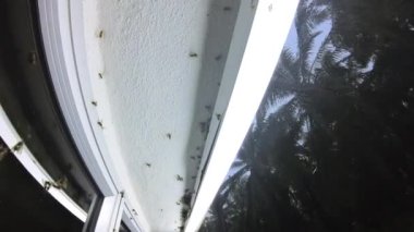 Sokak verandasındaki floresan ışıklarına çekilen alates böcekleri sürüsü..
