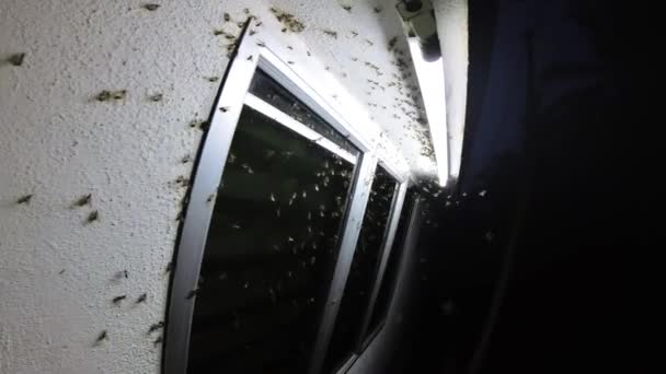 Svärmar Alater Insekt Dras Till Utomhus Lysrör Vid Gränden Verandan — Stockvideo