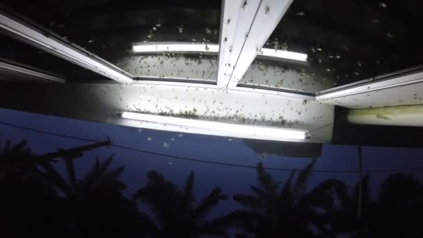 Essaims Alates Insectes Attirés Par Les Lumières Fluorescentes Extérieures Porche — Video