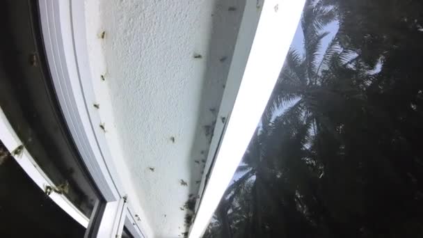 Svärmar Alater Insekt Dras Till Utomhus Lysrör Vid Gränden Verandan — Stockvideo