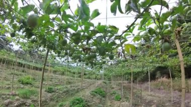 Passiflora Edulis, çiftlikteki asma dallarında sallanan meyveler. 