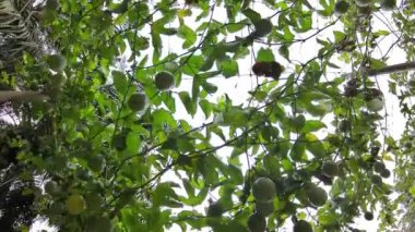 Passiflora Edulis, çiftlikteki asma dallarında sallanan meyveler. 