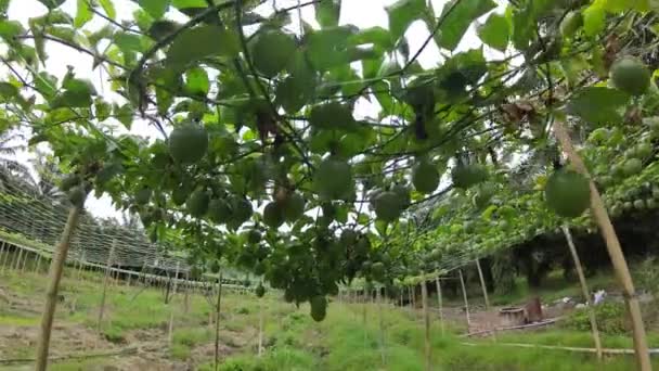 Passiflora Edulis Kruipend Fruit Hangend Aan Wijnstokken Boerderij — Stockvideo