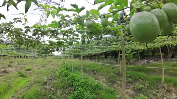 Passiflora Edulis Υβρίδια Φρούτων Που Κρέμονται Στα Κλωνάρια Του Αμπελιού — Αρχείο Βίντεο