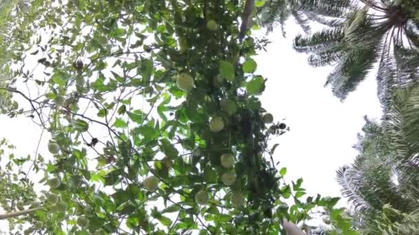 Passiflora Edulis Rastejando Frutas Penduradas Nas Hastes Videira Fazenda — Vídeo de Stock
