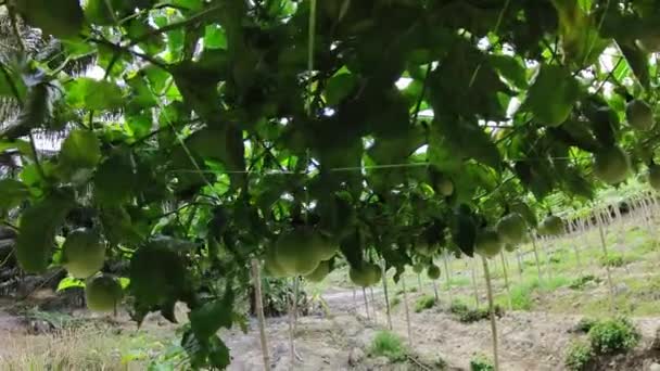 Passiflora Edulis Kúszó Gyümölcs Lóg Szőlő Szárán Gazdaságban — Stock videók