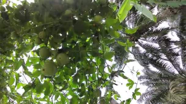 Passiflora Edulis Creeping Fruits Hanging Vine Stems Farm — Stock Video
