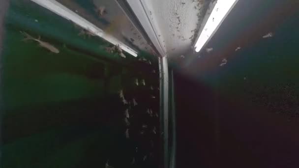 Roje Alátového Hmyzu Přitahované Venkovními Zářivkami Verandě Uličky — Stock video