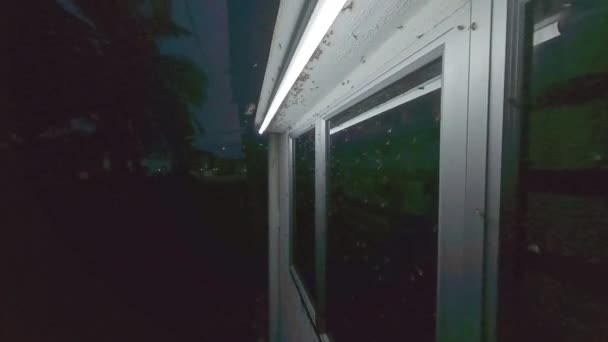 Enjambres Insectos Alatos Atraídos Por Las Luces Fluorescentes Aire Libre — Vídeo de stock