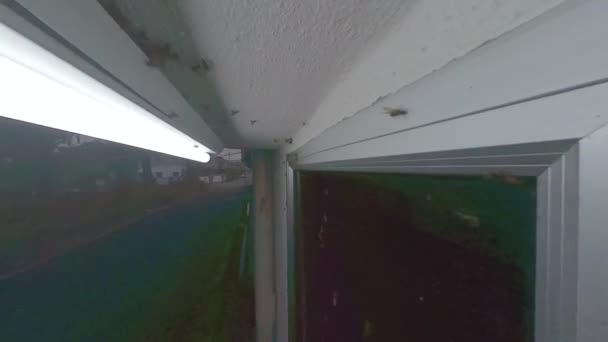 成群的阿拉茨昆虫被巷子门廊的室外荧光灯所吸引 — 图库视频影像