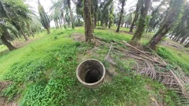 Aerial Scene Abandoned Unused Concrete Well Located Oil Palm Plantation — Stock Video