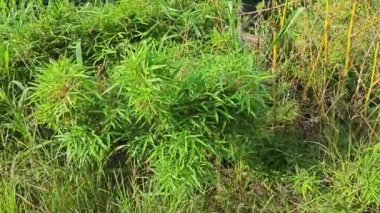 Çalılıklardaki yabani chusquea bambu ağacı kümesi..