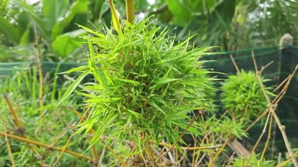 Conjunto Árvore Bambu Chusquea Selvagem Nos Arbustos — Vídeo de Stock