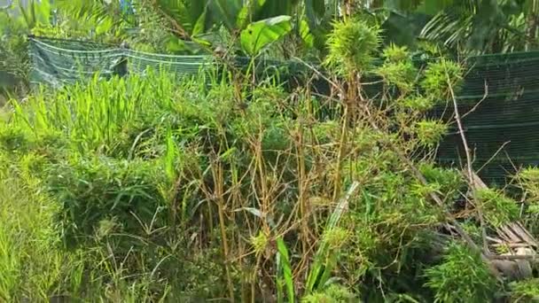 Conjunto Árvore Bambu Chusquea Selvagem Nos Arbustos — Vídeo de Stock