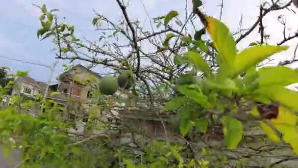 Kalabash Owoce Wiszące Wysoko Drzewie — Wideo stockowe