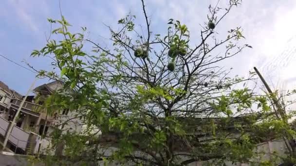 Fruits Calebasse Suspendus Haut Arbre — Video