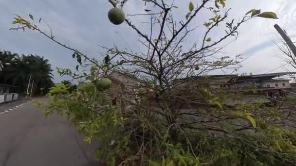 Frutas Calabaza Colgando Alto Del Árbol — Vídeos de Stock