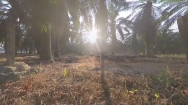 Sabah güneşi tarla yolunda parlıyor.