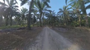 Sabah güneşi tarla yolunda parlıyor.