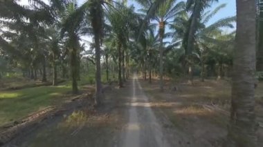 Sabah güneşi tarla yolunda parlıyor.