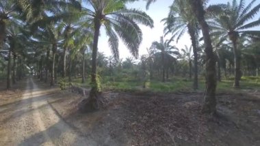 Sabah güneşi tarla yolunda parlıyor.