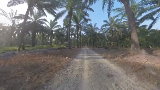Morning Sun Flare Plantation Pathway — Stock Video