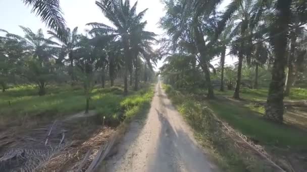 Morning Sun Flare Plantation Pathway — Stock Video