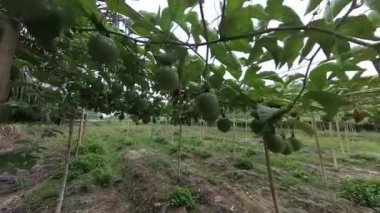 Passiflora Edulis Çiftliği 'nin çevresindeki görüntüler.