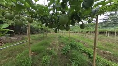 Passiflora Edulis Çiftliği 'nin çevresindeki görüntüler.