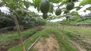 Passiflora Edulis Çiftliği 'nin çevresindeki görüntüler.