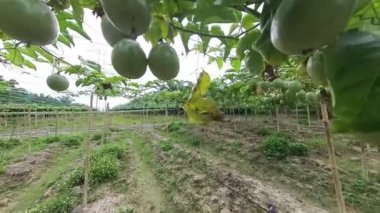 Passiflora Edulis Çiftliği 'nin çevresindeki görüntüler.