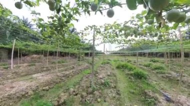 Passiflora Edulis Çiftliği 'nin çevresindeki görüntüler.