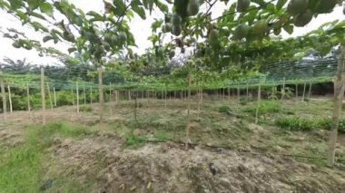 Passiflora Edulis Çiftliği 'nin çevresindeki görüntüler.