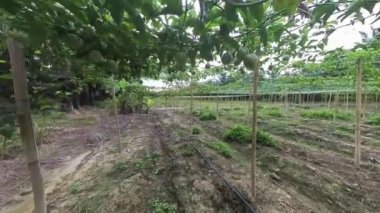 Passiflora Edulis Çiftliği 'nin çevresindeki görüntüler.