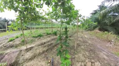 Passiflora Edulis Çiftliği 'nin çevresindeki görüntüler.