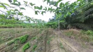 Passiflora Edulis Çiftliği 'nin çevresindeki görüntüler.