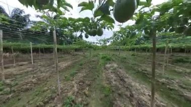 Passiflora Edulis Çiftliği 'nin çevresindeki görüntüler.