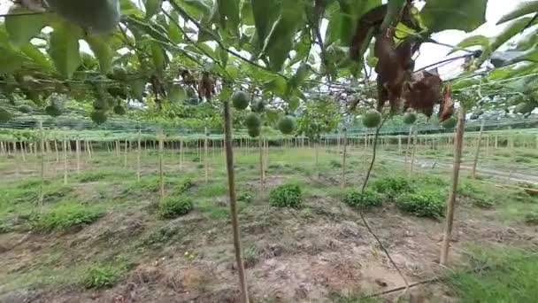Felvétel Jelenet Körül Passiflora Edulis Farm — Stock videók