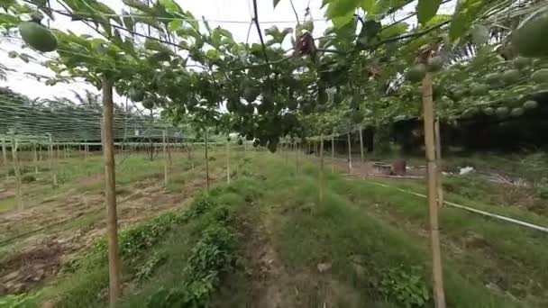 Felvétel Jelenet Körül Passiflora Edulis Farm — Stock videók