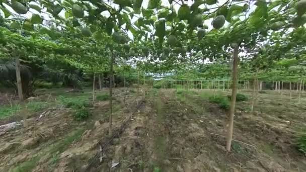 Cena Filmagem Torno Fazenda Passiflora Edulis — Vídeo de Stock